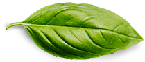 About Basil Leaf